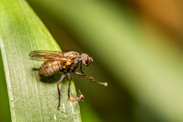 Fly