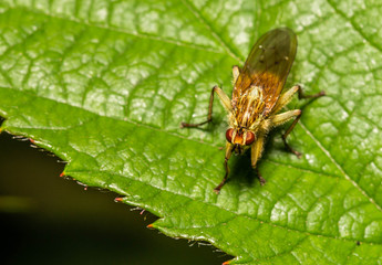 Fly
