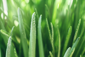 Fototapeta na wymiar Fresh green grass, macro.
