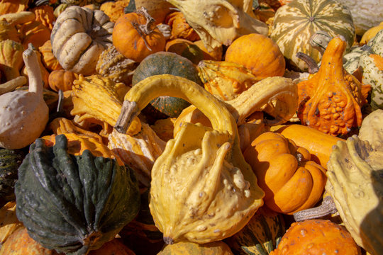 pumpkins and gourds