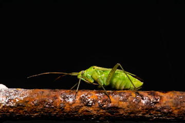 macro photo of very small green grasshopper