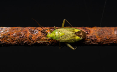 macro photo of very small green grasshopper