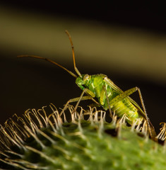 macro photo of very small green grasshopper