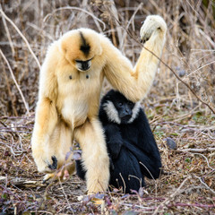 Common gibbon, White-handed gibbon