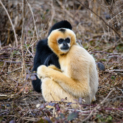 Common gibbon, White-handed gibbon