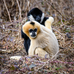 Common gibbon, White-handed gibbon