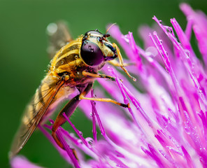 Hoverfly