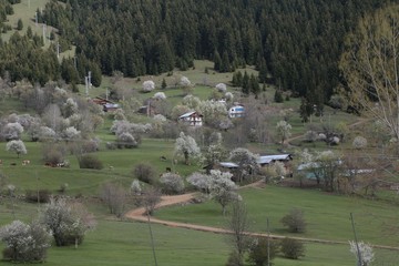 green village views. savsat/artvin/turkey