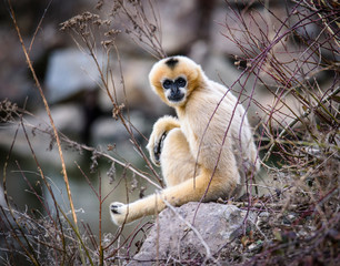 Obraz premium Common gibbon, White-handed gibbon