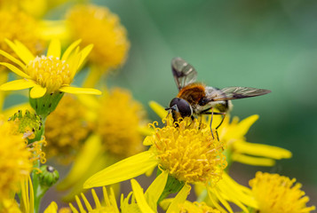 Hoverfly