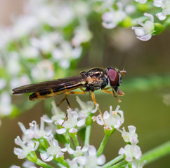 Hoverfly