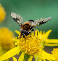 Hoverfly
