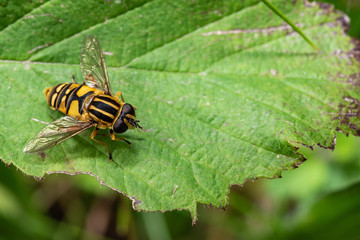 Hoverfly