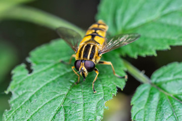 Hoverfly