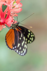 Orange butterfly macro