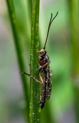The Ichneumonidae are a parasitoid wasp family within the order Hymenoptera. Unlike other parasites, parasitoids kill their hosts.