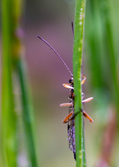 The Ichneumonidae are a parasitoid wasp family within the order Hymenoptera. Unlike other parasites, parasitoids kill their hosts.