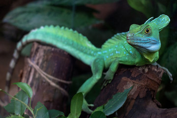 Green lizard - Green lizard with a long tail standing on a piece of wood