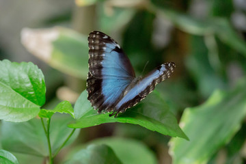 Blue butterfly macro