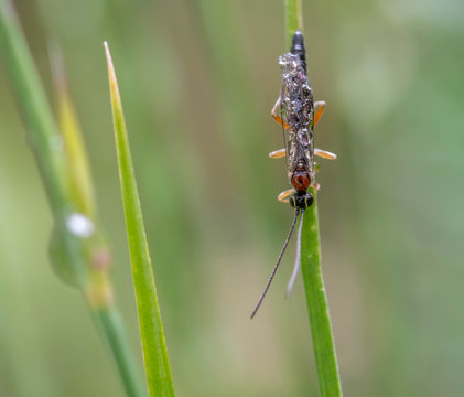 The Ichneumonidae are a parasitoid wasp family within the order Hymenoptera. Unlike other parasites, parasitoids kill their hosts.