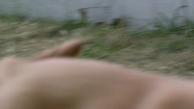 Golden retriver puppy runs towards camera.