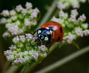 Ladybird (ladybug)