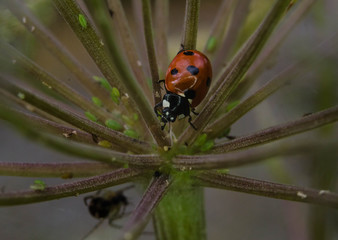Ladybird (ladybug)