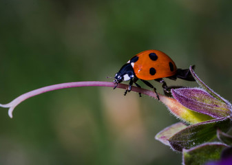 Ladybird (ladybug)