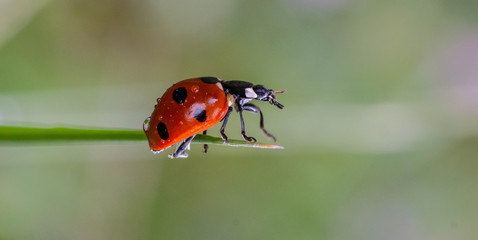 Ladybird (ladybug)