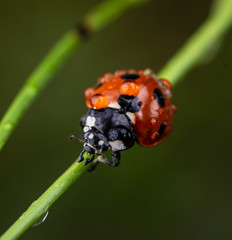 Ladybird (ladybug)