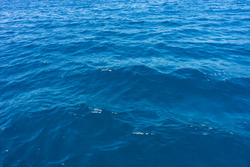 Italy,Cinque Terre,Riomaggiore, a group of fish in the water