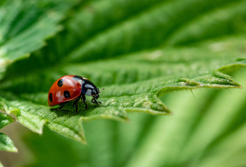 Beautiful ladibird / ladybug. Photo taken in my back garden, Ireland, Co Louth