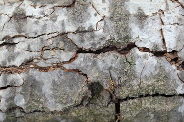 Texture écorce