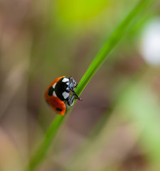 Beautiful ladibird / ladybug. Photo taken in my back garden, Ireland, Co Louth