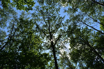 amazing panorama view of bright sun beam shining through the branch of tree