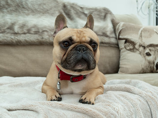 French bulldog looking off camera laid on blanket