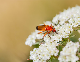 Red soldier beetle