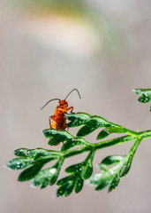 Red soldier beetle