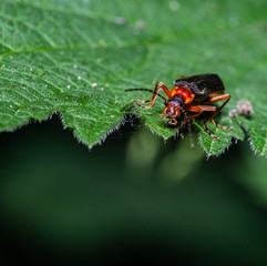 soldier beetle