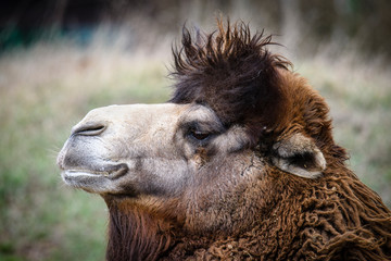 Obraz premium Portrait of camel on nature in spring