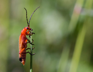 Red Soldier Beetle