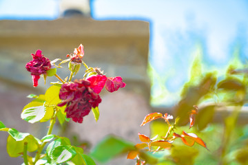 beautiful rose standing in the garden