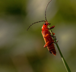 Red Soldier Beetle