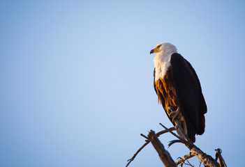 African Fish Eagle 