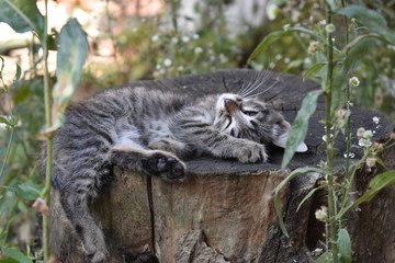 sleeping cat on the stump