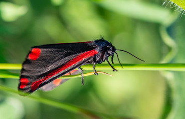 The Cinnabar Moth