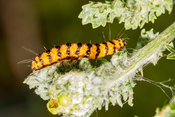 caterpillar of the cinnabar moth