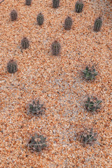 Tiny greenhouse cactus