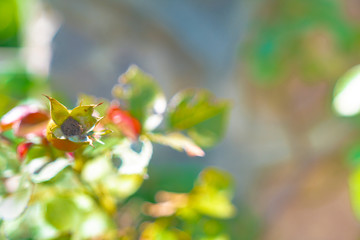 beautiful rose standing in the garden