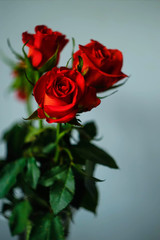 bouquet of red roses in retro style